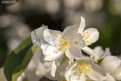 Image of jasmine flower  