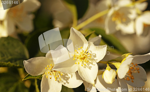 Image of jasmine flower  