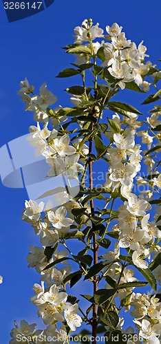 Image of jasmine flower  