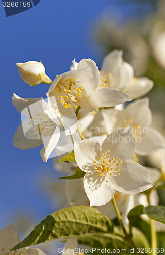Image of jasmine flower 
