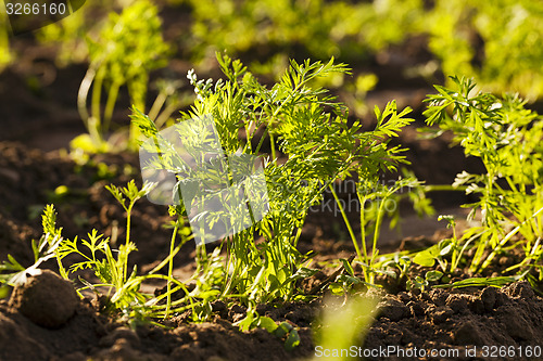 Image of carrot field  