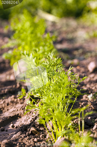 Image of carrots  