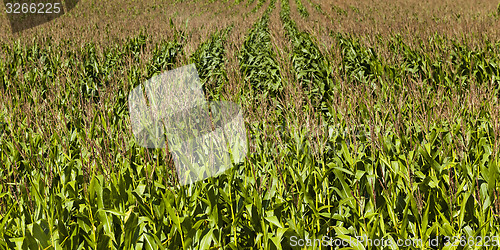 Image of corn field  