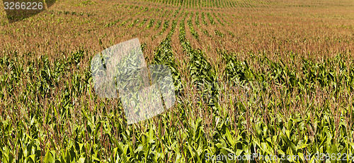 Image of corn field  