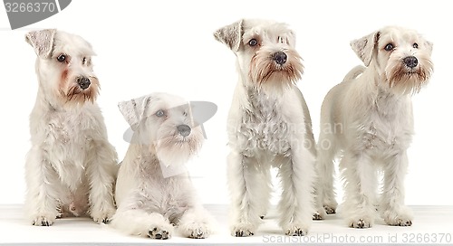 Image of four miniature schnauzer puppies