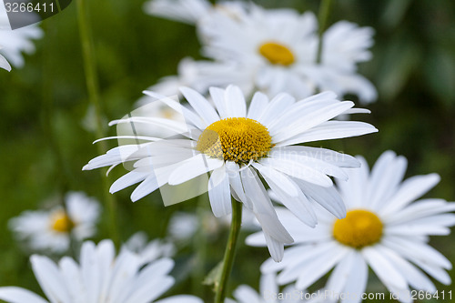 Image of white  camomile  