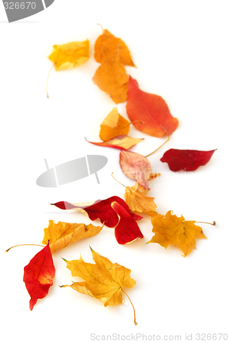 Image of Autumn leaves