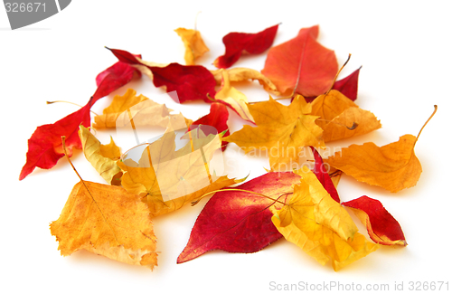 Image of Autumn leaves