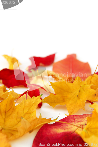 Image of Autumn leaves