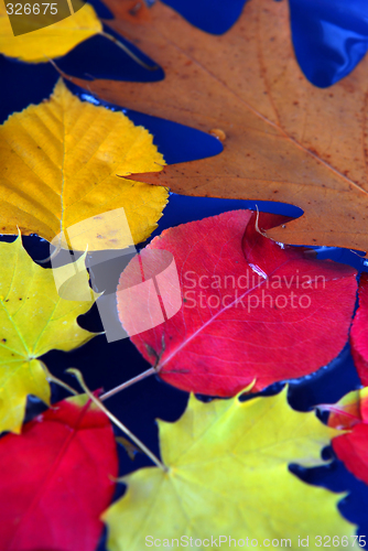 Image of Fall leaves in water