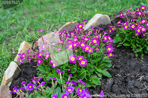Image of Flowerbed flowering verbena