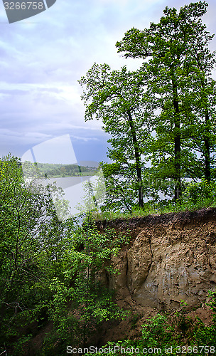 Image of Trees on the edge of the cliff