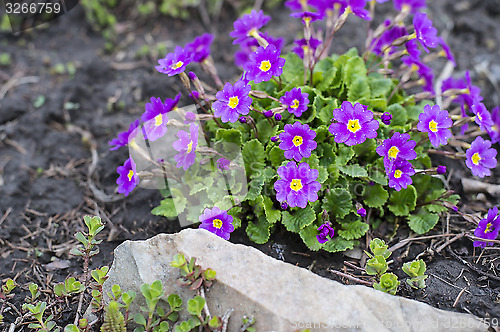 Image of Flowerbed flowering verbena