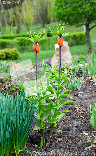 Image of Lawn with blooming lilies in the garden