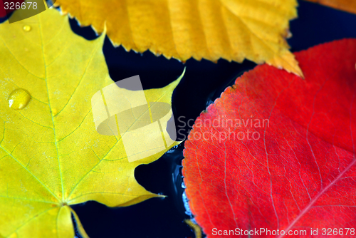 Image of Fall leaves in water