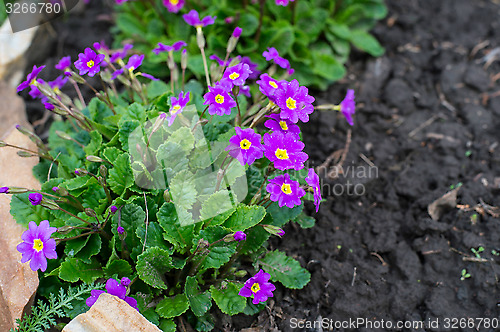 Image of Flowerbed flowering verbena