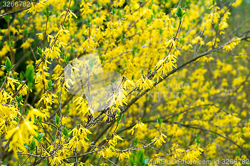 Image of Bush blooming in the garden forsythia