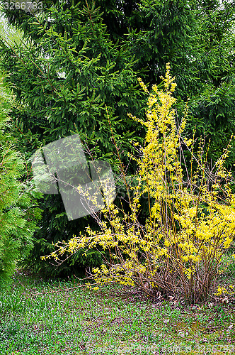 Image of Bush blooming in the garden forsythia