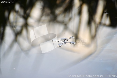 Image of Insect bug pond skater