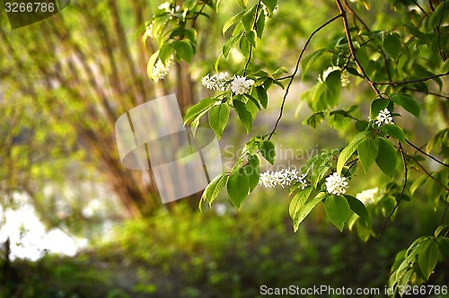 Image of A branch of a blossoming bird cherry