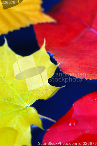 Image of Fall leaves in water