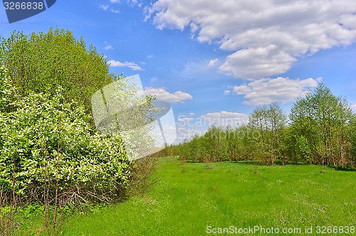 Image of Spring landscape with blooming bird-cherry tree