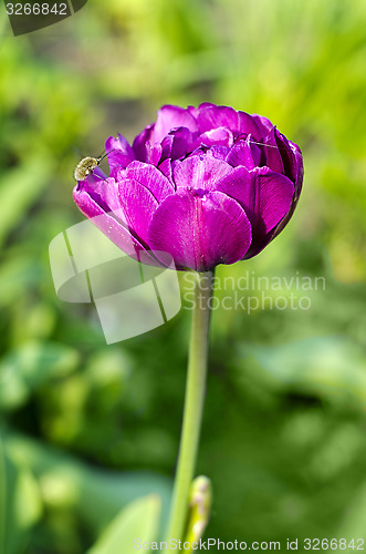 Image of Flower magenta peony 