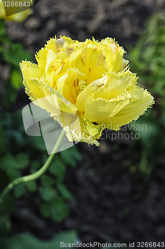 Image of Flower Yellow tulips