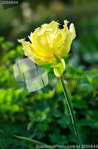 Image of Flower Yellow tulips