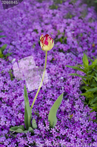 Image of Tulips and carnations