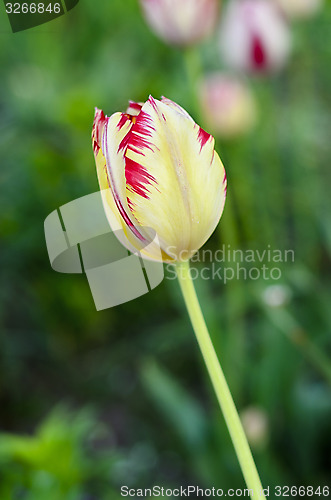 Image of Flower Yellow tulips