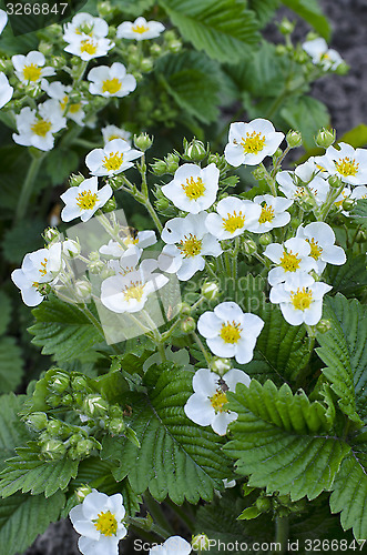 Image of Blooming strawberries