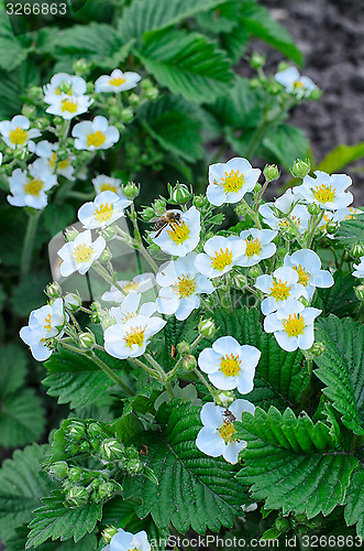 Image of Blooming strawberries