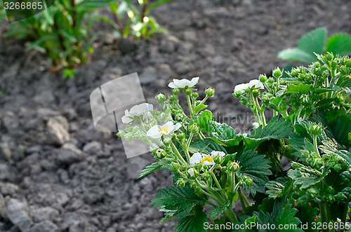 Image of Blooming strawberries