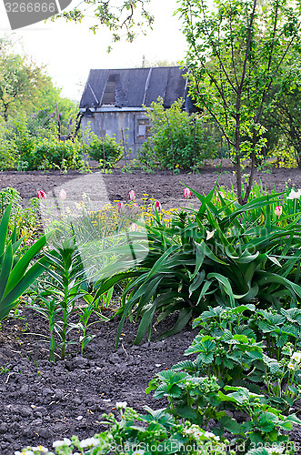 Image of Cottage garden