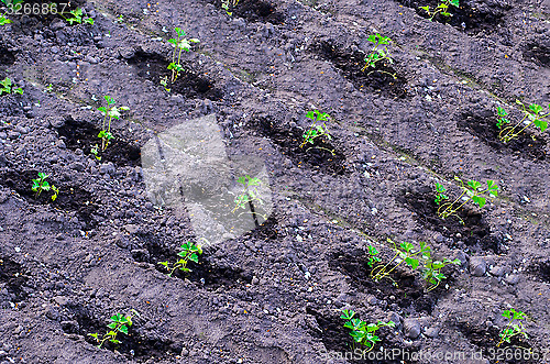 Image of The beds with parsley
