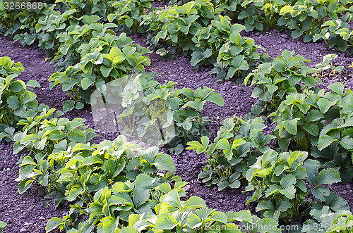 Image of The beds with strawberries