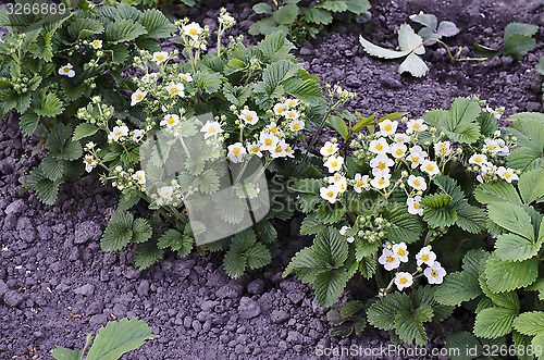 Image of Blooming strawberries