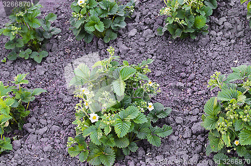 Image of Blooming strawberries