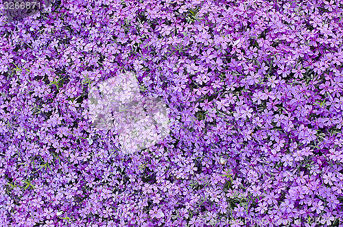Image of Blooming purple carnation
