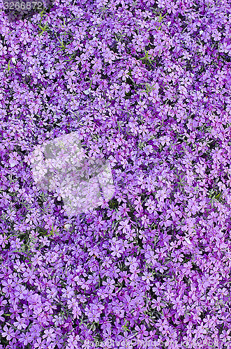 Image of Blooming purple carnation