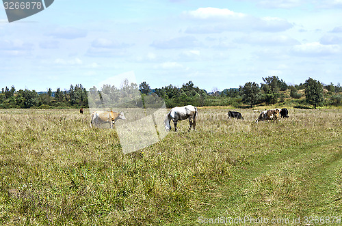 Image of Rural landscape with cows and horses