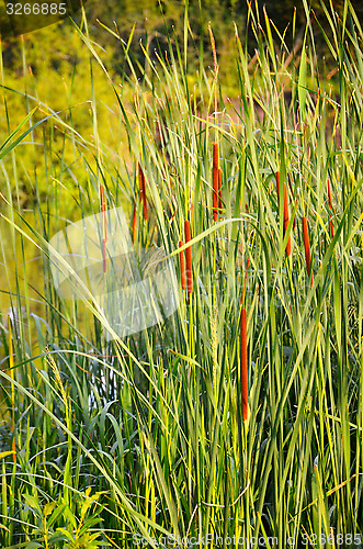 Image of Flowering reeds 