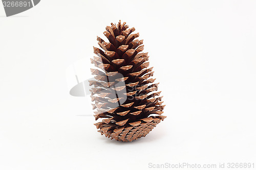 Image of pine cones