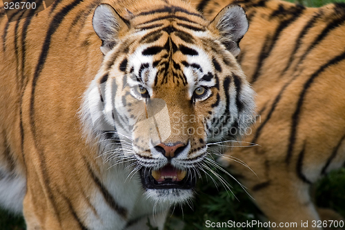 Image of tiger