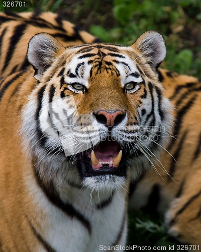 Image of tiger