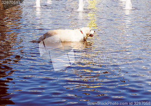 Image of Retro look Dog in water