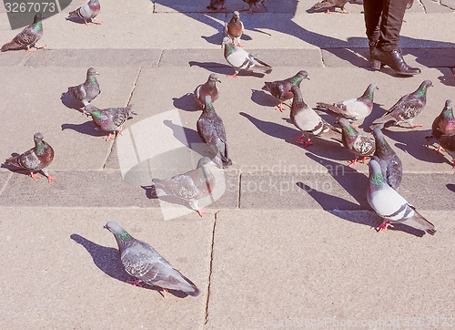 Image of Retro look Pigeon bird