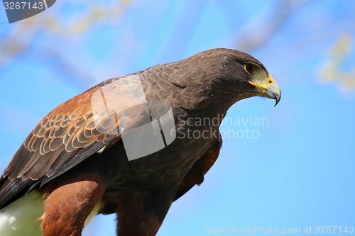 Image of golden eagle reading to attack