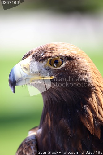 Image of Portrait of an golden eagle